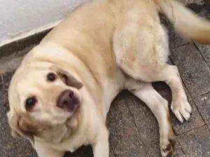 Cachorro raça Labrador idade 5 anos nome Scott