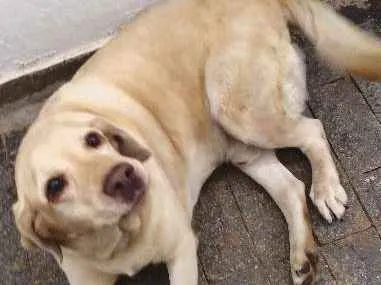 Cachorro ra a Labrador idade 5 anos nome Scott