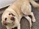 Cachorro raça Labrador idade 5 anos nome Scott