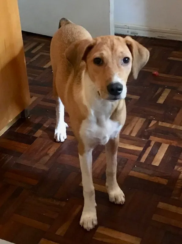 Cachorro ra a vira lata idade 2 a 6 meses nome Flor