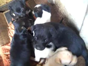 Cachorro raça Vira lata  idade Abaixo de 2 meses nome Sem nome 