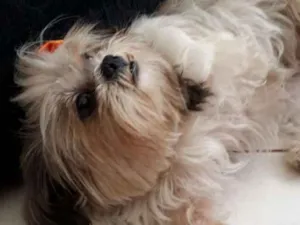 Cachorro raça Shitzu idade 2 anos nome Cherry