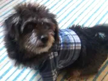 Cachorro raça rnd idade  nome binha
