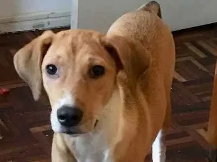 Cachorro ra a vira lata idade 2 a 6 meses nome Flor