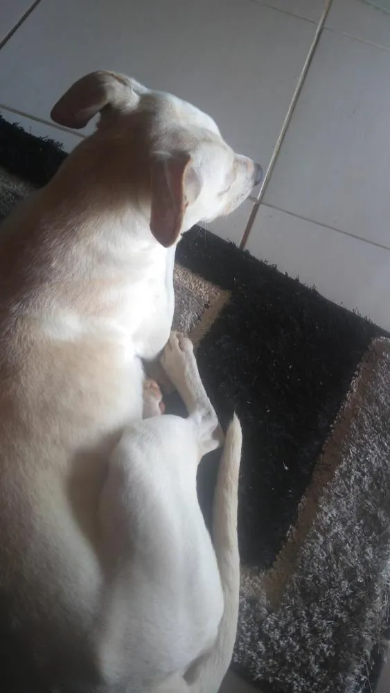 Cachorro ra a Vira lata idade 7 a 11 meses nome Açúcar