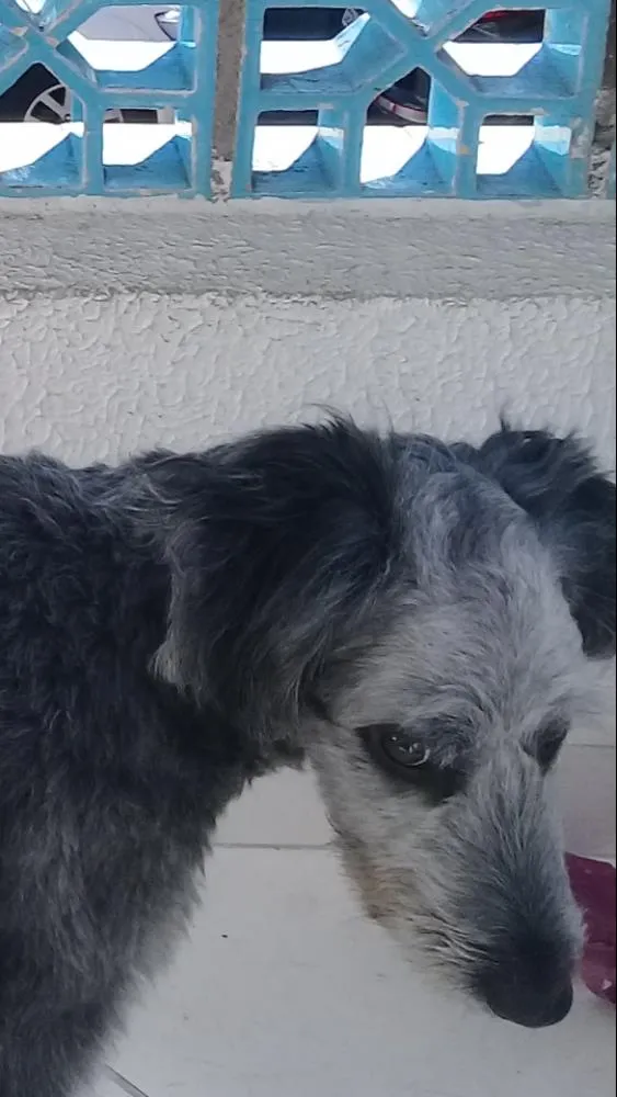 Cachorro ra a SRD idade 2 a 6 meses nome Bob