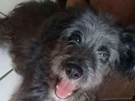 Cachorro ra a SRD idade 2 a 6 meses nome Bob