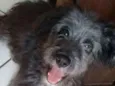 Bob