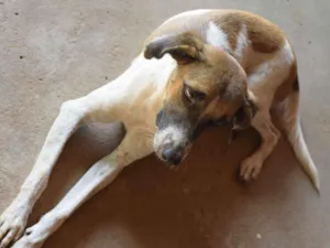 Cachorro raça Vira Lata idade  nome Magrela