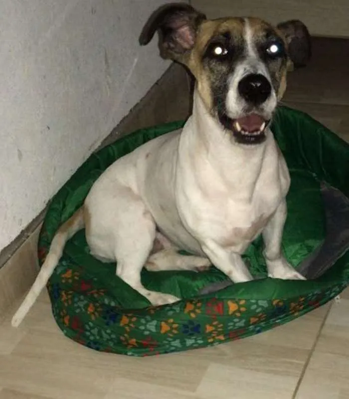 Cachorro raça SRD idade 4 anos nome Maggie