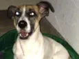 Cachorro raça SRD idade 4 anos nome Maggie