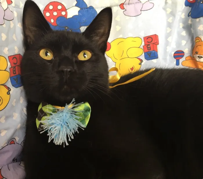 Gato ra a SRD idade 2 a 6 meses nome ASTRO