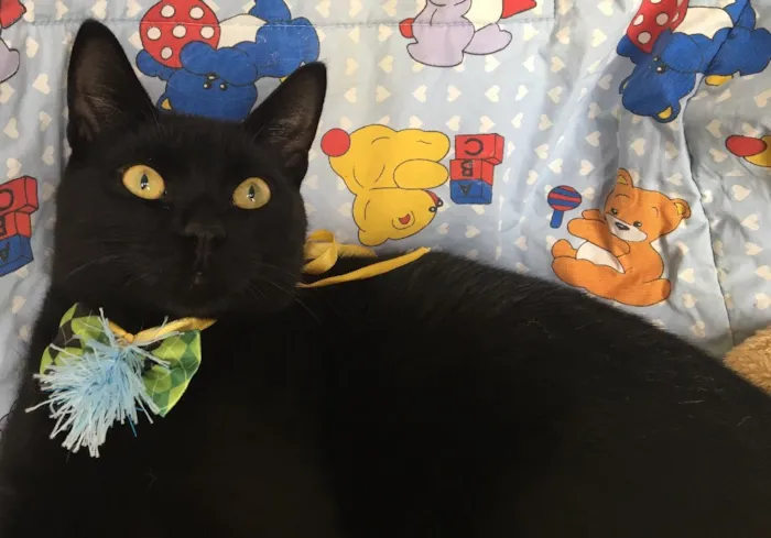Gato ra a SRD idade 2 a 6 meses nome ASTRO