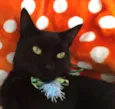 ASTRO