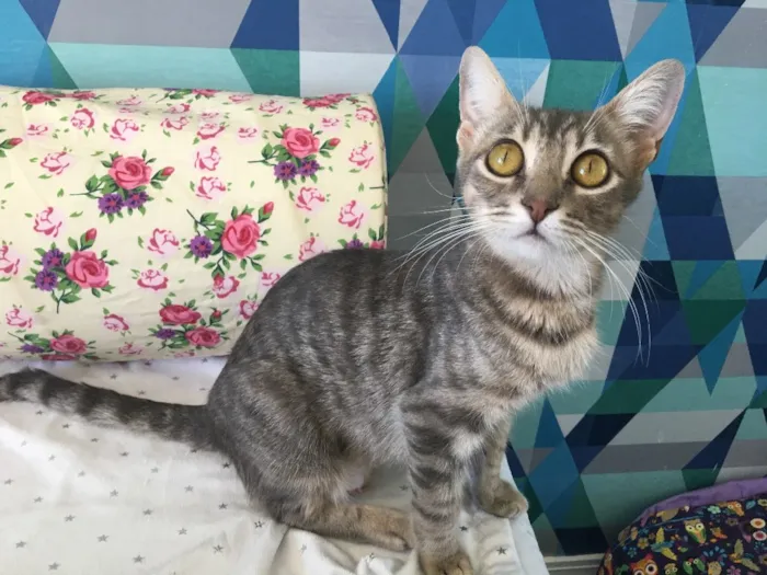 Gato ra a SRD idade 7 a 11 meses nome SISSI