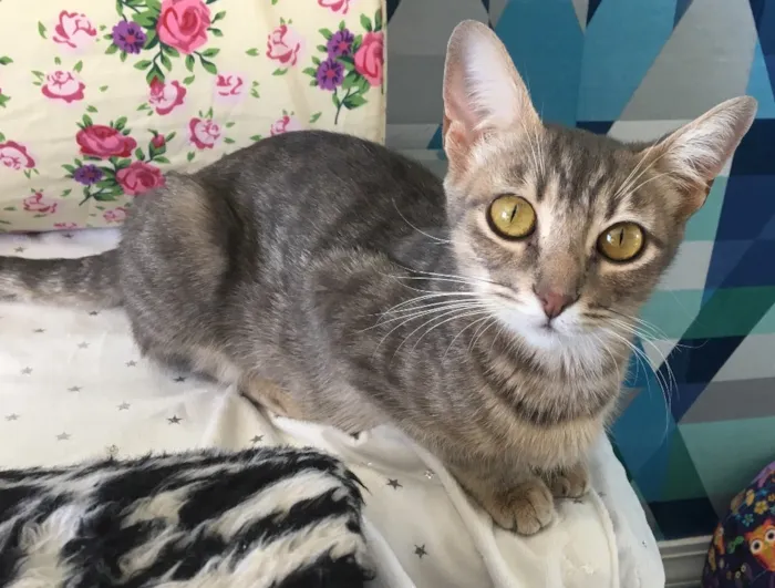 Gato ra a SRD idade 7 a 11 meses nome SISSI