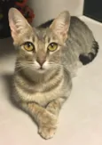 SISSI