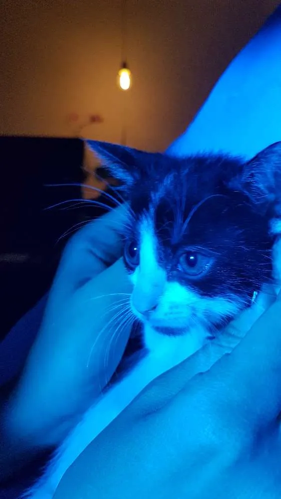 Gato ra a SRD idade 2 a 6 meses nome Gilsinho