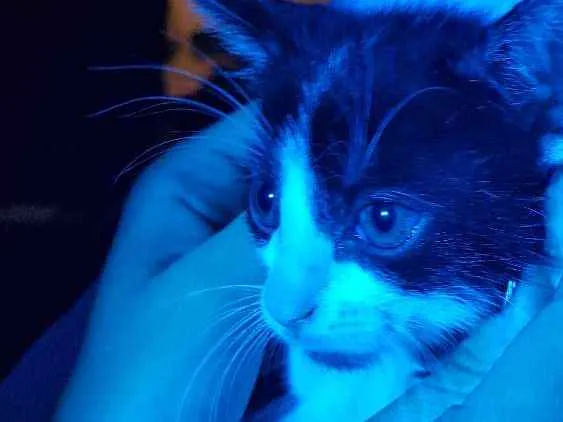 Gato ra a SRD idade 2 a 6 meses nome Gilsinho