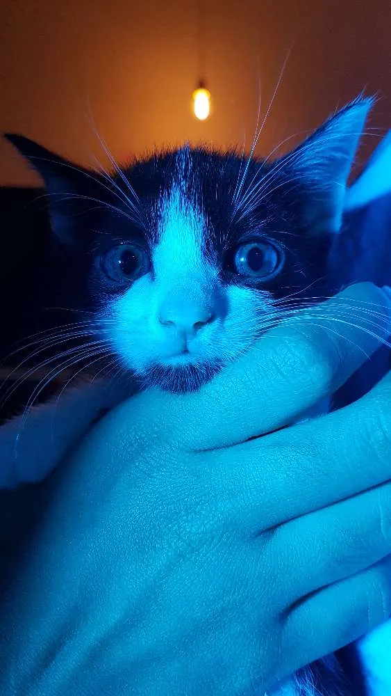 Gato ra a SRD idade 2 a 6 meses nome Gilsinho