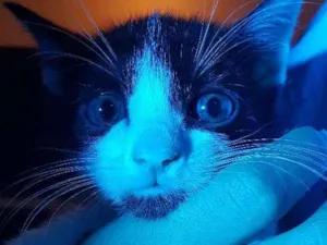 Gato raça SRD idade 2 a 6 meses nome Gilsinho
