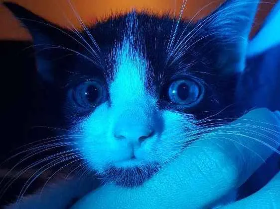 Gato ra a SRD idade 2 a 6 meses nome Gilsinho