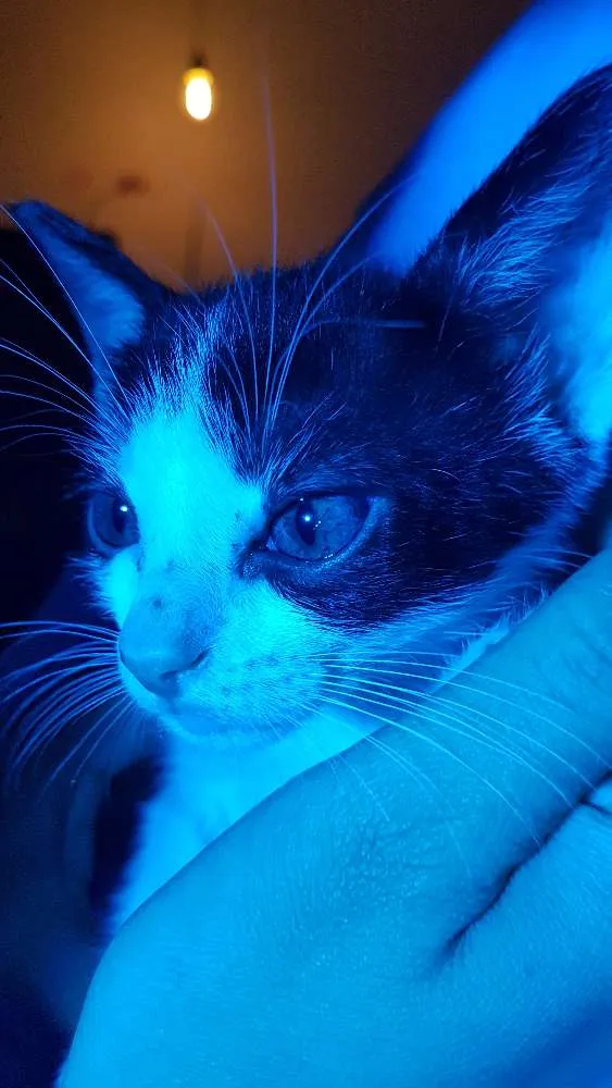 Gato ra a SRD idade  nome Nonôzinho