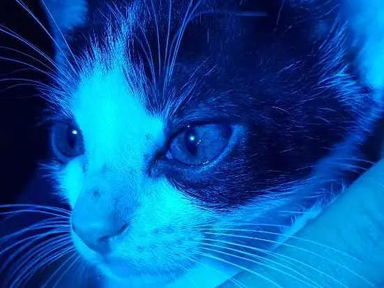 Gato ra a SRD idade  nome Nonôzinho