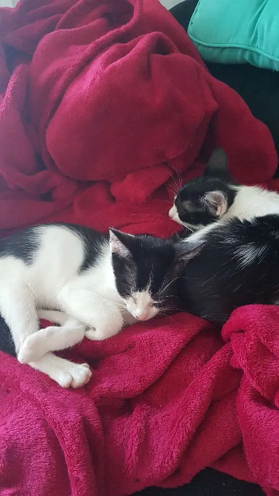 Gato ra a SRD idade  nome Nonôzinho