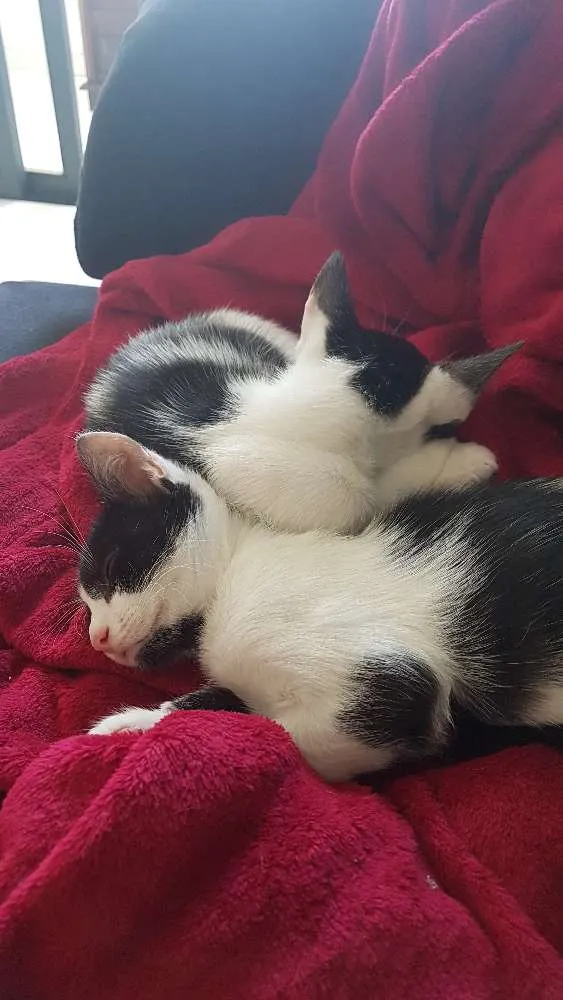Gato ra a SRD idade  nome Nonôzinho