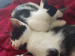 Gato raça SRD idade  nome Nonôzinho