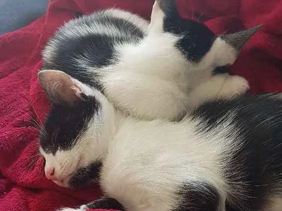 Gato ra a SRD idade  nome Nonôzinho