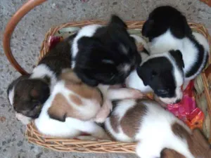 Cachorro raça lhasa (mista) idade Abaixo de 2 meses nome sem nome