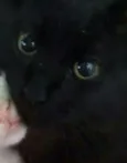Titi