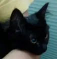 Titi