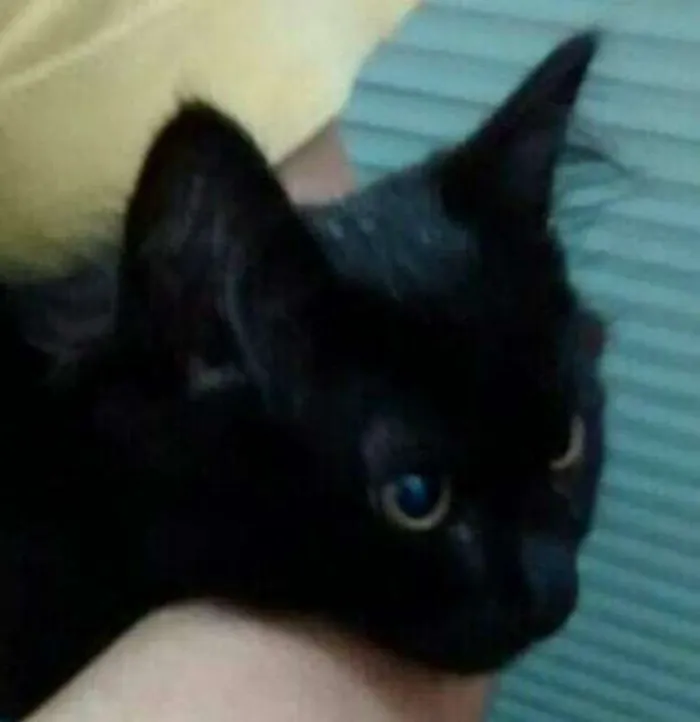 Gato ra a srd idade 2 a 6 meses nome Titi
