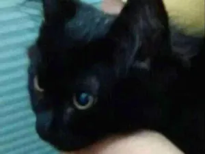 Gato raça srd idade 2 a 6 meses nome Titi