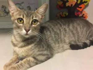 Gato raça SRD idade 7 a 11 meses nome SISSI