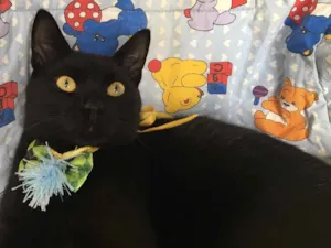 Gato raça SRD idade 2 a 6 meses nome ASTRO