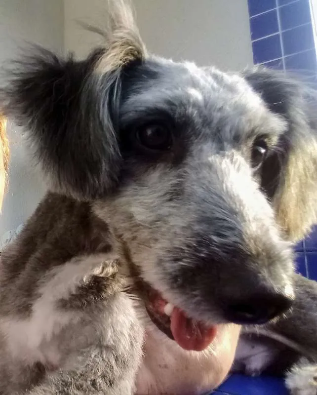Cachorro ra a SRD idade 2 a 6 meses nome Bob