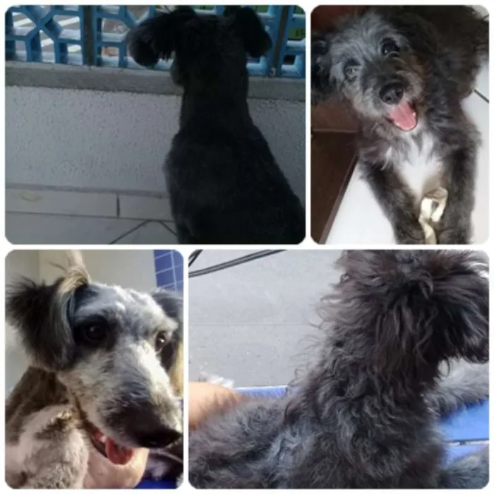 Cachorro ra a SRD idade 2 a 6 meses nome Bob