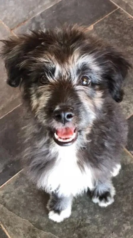 Cachorro ra a SRD idade 2 a 6 meses nome Bob