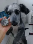 Bob