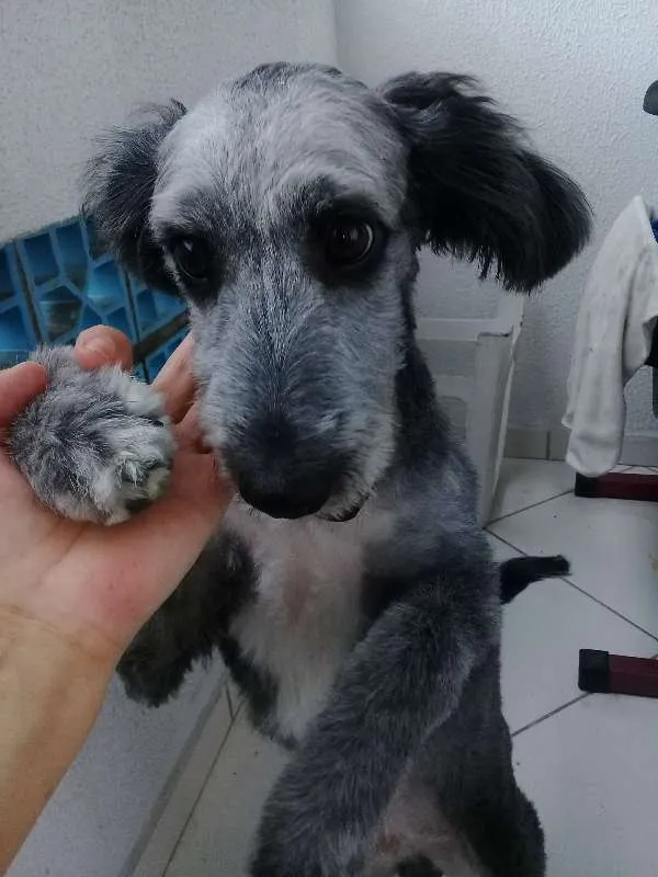 Cachorro ra a SRD idade 2 a 6 meses nome Bob