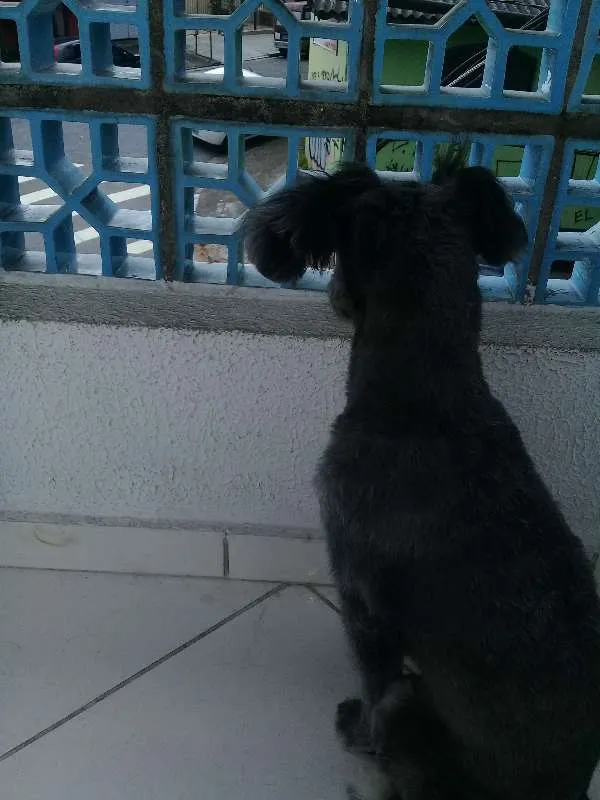 Cachorro ra a SRD idade 2 a 6 meses nome Bob
