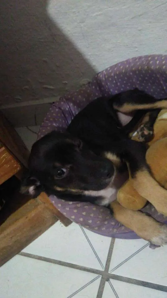 Cachorro ra a Mix pinsher idade 7 a 11 meses nome Meg