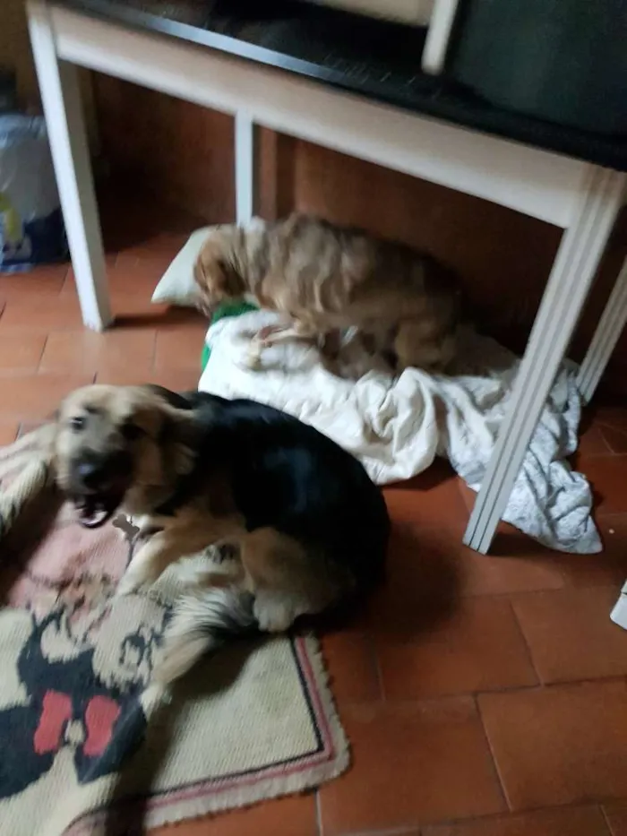 Cachorro ra a SRS idade 1 ano nome Thor