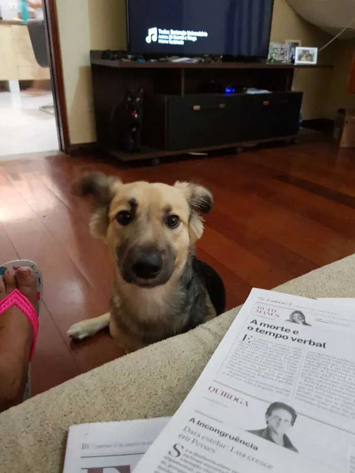Cachorro ra a SRS idade 1 ano nome Thor