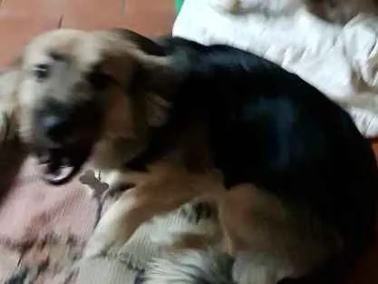 Cachorro ra a SRS idade 1 ano nome Thor