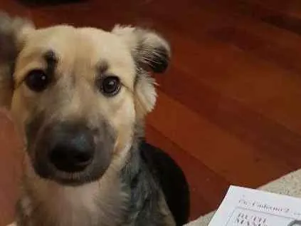 Cachorro ra a SRS idade 1 ano nome Thor